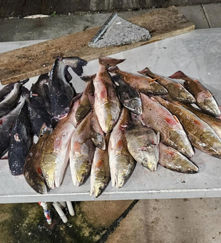 Hooked on Bowfishing in Lafitte!